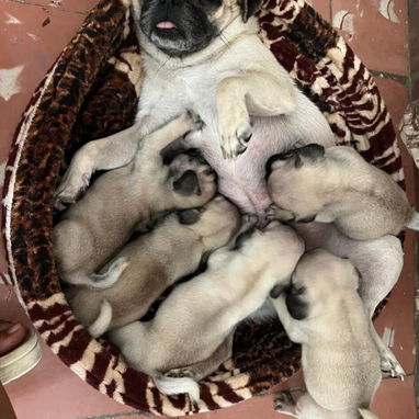 PUG CARLINO,ambos sexos,en 300 USD o equivalente en moneda nacional,TENGO MENSAJERÍA,tienen 42 días y están desparacitad - 9/9
