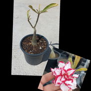 Adenium( Rosa del Desierto)$1200 - Img 55445306