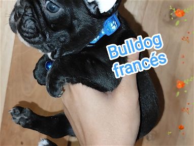 Bulldog francés próximos a destetar - Img main-image-45783771