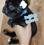 Bulldog francés próximos a destetar - Img 45783771