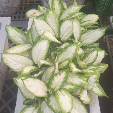 Servicio de jardinería 👩🏼‍🌾 - Img 125531581