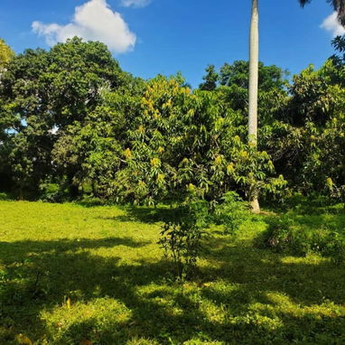 !!!🏡SE VENDE FINCA CON 9600 METROS CUADRADOS TOTALES EN PROPIEDAD !!!! - 9/10