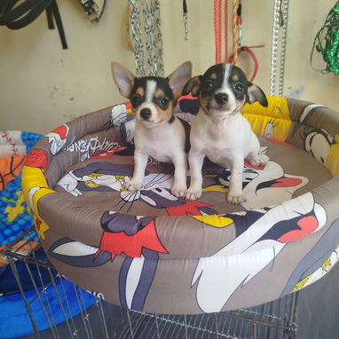 Si buscas una Exelente compañía pitbull, Chihuahua, shitzu, bulldog francés,53818081: - Img 123407712