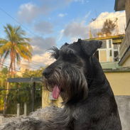 Schnauzer mediano - Img 55853592