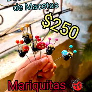 Decoraciones de macetas - Img 56803744