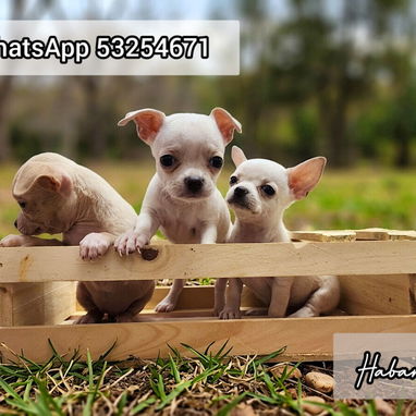 😍🎁🐶EL MEJOR REGALO SIN DUDA ALGUNA 🐶🎁🐾CON ENTREGA INMEDIATA 🚕 - Img 125446661