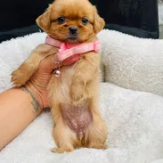 PEQUINESES DISPONIBLES! - Img 58150060