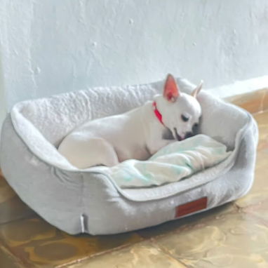 SHIHUAHUAS,macho,en 180 USD o equivalente,TENGO MENSAJERÍA,tiene 38 días y está desparacitado. - 7/7