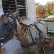 Se vende yegua con un Carretón soy de la Habana - Img 57136186