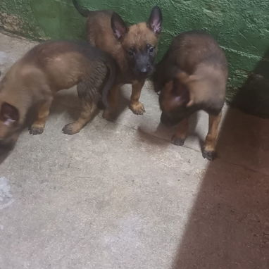 CACHORROS BELGA MALINOIS - Img 124160292
