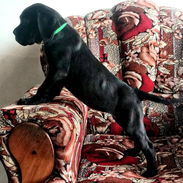 CANE CORSO HEMBRA CON PEDIGREE HIJA DE CÉSAR - Img 56369083