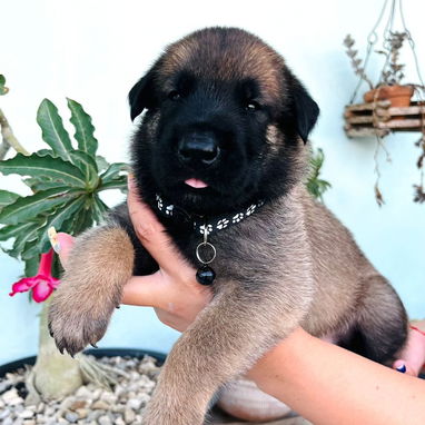 Cachorros Pastor Belga Malinois - Img 123727251