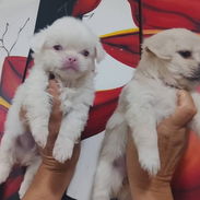 PEQUINÉS ALBINOS,machos,en 70 USD o equivalente,TENGO MENSAJERÍA,de 50 días,desparacitados,ENTREGAN CON HISTORIA CLÍNICA - Img 55793780