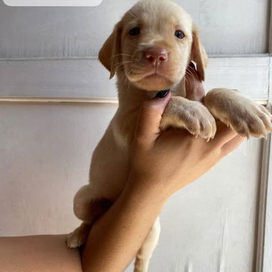 Hermosos cachorros labrador retriever 🐾 - Img 125693291