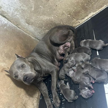 PITBULL AZUL,ambos sexos,en 180 USD o equivalente(ACEPTO TRANSFERENCIA)TENGO MENSAJERÍA,tienen 50 días y desparacitados - Img 123314769