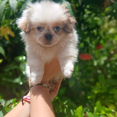 🐶✨ Venta de Cachorros (shih tzu) ✨🐶 - Img 126047481