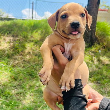 Hermosos cachorros - 3/3