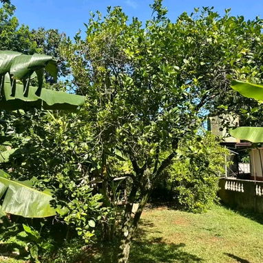 GG-136 | 🚜🌾 ¡FINCA EXCEPCIONAL CON GRAN POTENCIAL LOGÍSTICO Y AUTONOMÍA TOTAL EN SANTA AMELIA! - Img 125190878