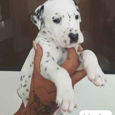 ((( DÁLMATAS AMBOS SEXOS BETTY MASCOTAS WHATSAPP 52506841 )))) - Img 125687175