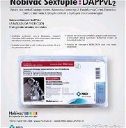 Vacuna Hexavalente Novibac - Img 45654275