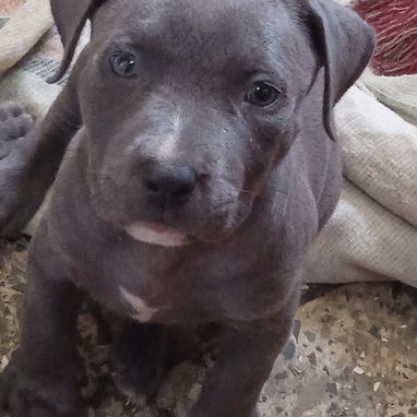 Cachorros pitbull XL azules đŸ’™ 45 - Img 125682200