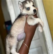 Hermosa cachorra de husky siberiano - Img 45985615