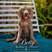 Cachorros Weimaraner/ mascotas/perros - Img 57182720