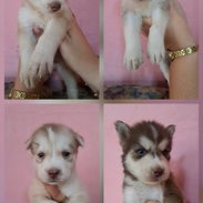 Huskys en venta - Img 57143675
