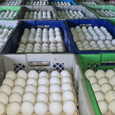 VENTA DE HUEVOS HABANA - MAYORISTA 馃槺鉁咃笍 - Img 123342372