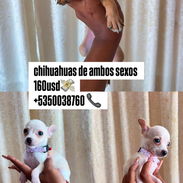 chihuahuas ambos sexos - Img 57928625