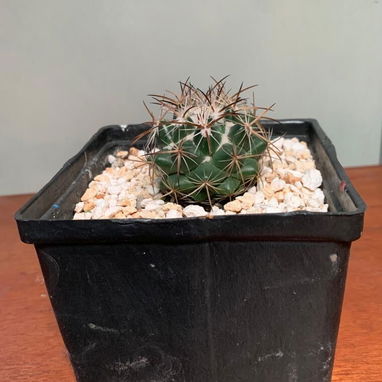 Venta de plantas suculentas 🌵🏜️💚🌸y de sombra🪴🌿🌱🍃 variedad de precios 💵 - 6/9