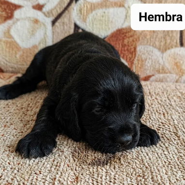 ((( COCKER SPANIEL AMBOS SEXOS PRÓXIMA VENTA BETTY MASCOTAS WHATSAPP 52506841 ))) - Img 123028215