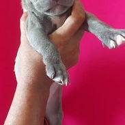 💙 PITBULL MACHITOS EXCELENTES PADRES BETTY MASCOTAS WHATSAPP 52506841 💙 - Img 56001774