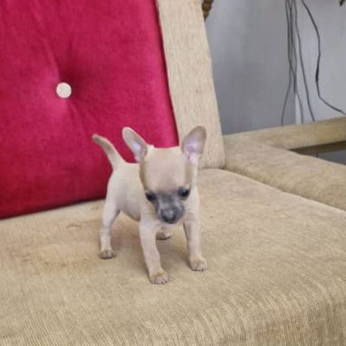 SHIHUAHUA hembra,en 250 USD o equivalente,TENGO MENSAJERÍA,tiene 90 días y está VACUNADA y desparacitada - Img 121640564