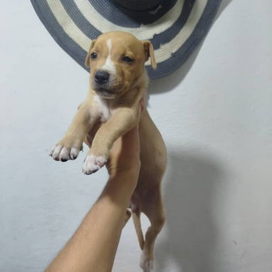 PITBULL,de ambos sexos,en 120 USD o equivalente en moneda nacional,TENGO MENSAJERÍA,tienen 48 días y están desparacitado - 4/10