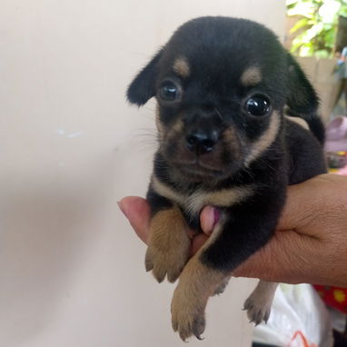 En venta perrito original Chihuahua - 5/9