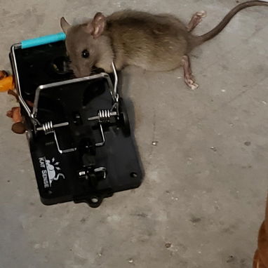 Ratoneras efectivas Calidad Premiun para Ratones Pequeños (Guayabitos) - 7/7