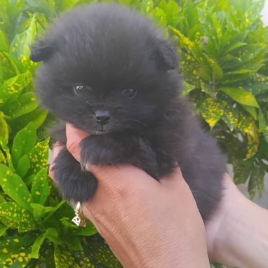 ((( POMERANIA EN VENTA EXCELENTES PADRES BETTY MASCOTAS WHATSAPP 52506841 )))) - Img 120553945