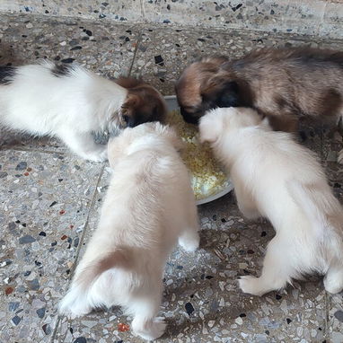 Cachorros Pequines - 3/3