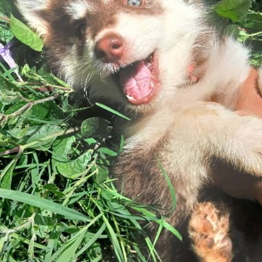 HUSKY SIBERIANO,ambos sexos,en 170 USD o equivalente,TENGO MENSAJERÍA,tienen 70 días y están desparacitados - Img 125594714