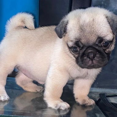 🐾💕 PUG HEMBRA DISPONIBLE BETTY MASCOTAS WHATSAPP 52506841 💕🐾 - 5/5