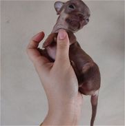 Chihuahua cabeza de manzana mini - Img 46042143