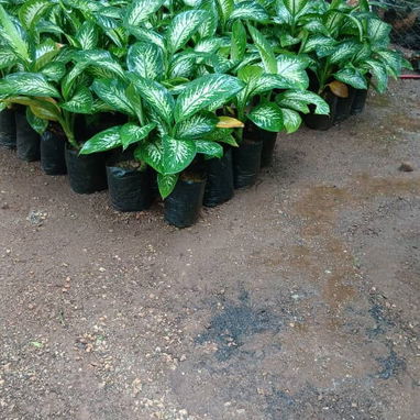 Servicio de jardinería 👩🏼‍🌾 - 5/10