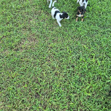 Cachorros de perro ratonero - 7/7
