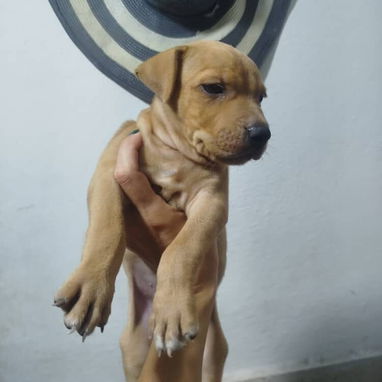 PITBULL,de ambos sexos,en 120 USD o equivalente en moneda nacional,TENGO MENSAJERÍA,tienen 48 días y están desparacitado - 2/10