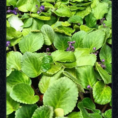 🪴🪻Plantas,posturas, y mucho más para tus espacios ✨️ - 6/8