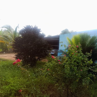 Venta de casa en el campo con vaste tierras(1 hectaria) papeles en regla - Img 123477480