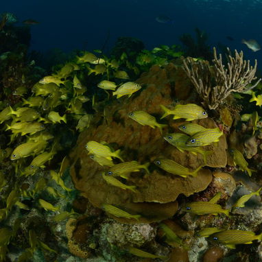 Buceo en La Habana (Playa) con NMD_nomada - Img 117733358
