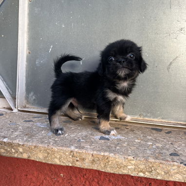 Hermosos Pequines-tibetanos, ambos sexos - Img 125428195
