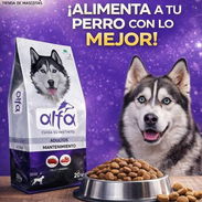 Pienso Alfa de 4kg - Img 55409715